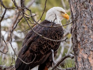 Fauna, Flora, Insects